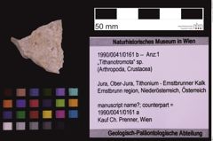 Foto (Objekt + Etiketten) von „Tithanotromota“ sp. (NHMW-GEO-1990-0041-0161b)